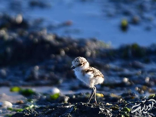 تصاویر منتخب حیات وحش در یک هفته